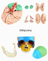 Anatomiczny model czaszki i mózgu 1:1 – zdjęcie 2