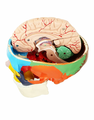 Anatomiczny model czaszki i mózgu 1:1 – zdjęcie 3