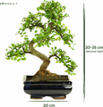 Bonsai Wiąz chiński w ceramicznej misce, ok. 8 lat, 35-40 cm – zdjęcie 2