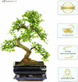 Bonsai Wiąz chiński w ceramicznej misce, ok. 8 lat, 35-40 cm – zdjęcie 3