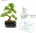 Bonsai Wiąz chiński w ceramicznej misce, ok. 8 lat, 35-40 cm – zdjęcie 4