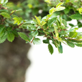 Bonsai Wiąz chiński w ceramicznej misce, ok. 8 lat, 35-40 cm – zdjęcie 5