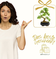 Bonsai Wiąz chiński w ceramicznej misce, ok. 8 lat, 35-40 cm – zdjęcie 6