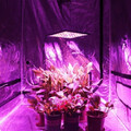 Lampa panel LED do uprawy roślin o mocy 45W 225 LED widok zastosowania