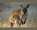 Obiektyw teleobiektyw Tamron AF 70-300mm F/4-5.6 Di LD Macro 1:2 Nikon widok efektu kangur