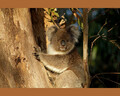 Obiektyw teleobiektyw Tamron AF 70-300mm F/4-5.6 Di LD Macro 1:2 Nikon widok efektu koala