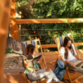 Relaxdays Karmnik drewniany dla ptaków wiszący, brązowy – zdjęcie 3