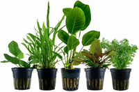 AquaOne zestaw 5 żywych roślin do akwarium – Anubias, Microsorum, Cryptocoryne, Limnophila