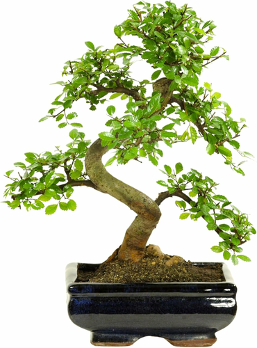 Bonsai Wiąz chiński w ceramicznej misce, ok. 8 lat, 35-40 cm